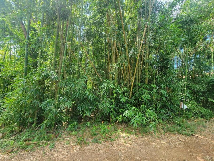 Vive Utila - Bed & Breakfast Buitenkant foto